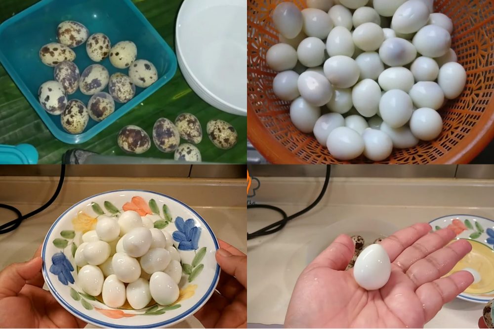 Bukan di Beri Minyak Sayur ini Trik Mengupas Telur Puyuh Dalam Jumlah Banyak Dengan Cepat