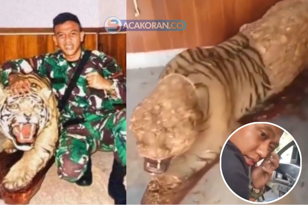 Geger Oknum TNI AD Berpangkat Prada, Diduga Menguliti Pajangan Harimau Milik Komandannya
