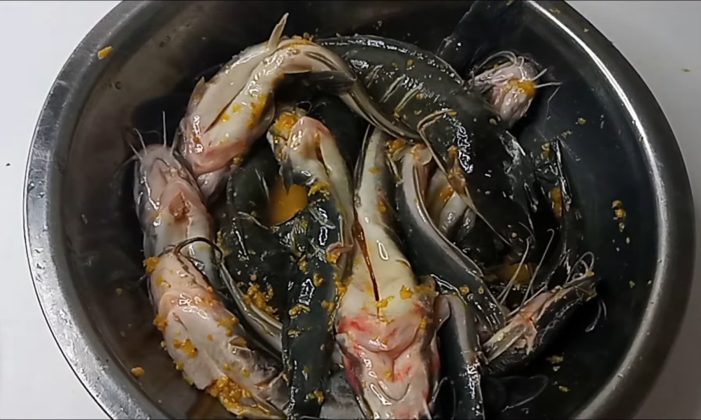 Bukan Pakai Jeruk Nipis ini Trik Marinasi Ikan Lele Bebas Bau Amis