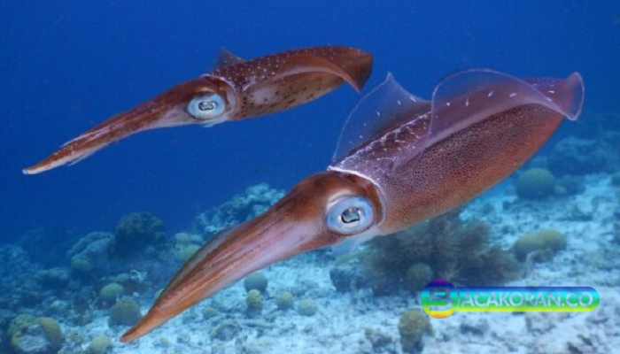 Memancing Cumi-Cumi dan Sotong: Teknik, Umpan, dan Lokasi Terbaik