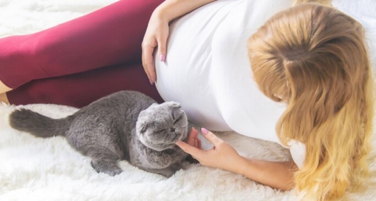 Mitos, Bahaya Bagi Janin Ibu Hamil Harus Menjauh Dari Kucing, Benarkah ?