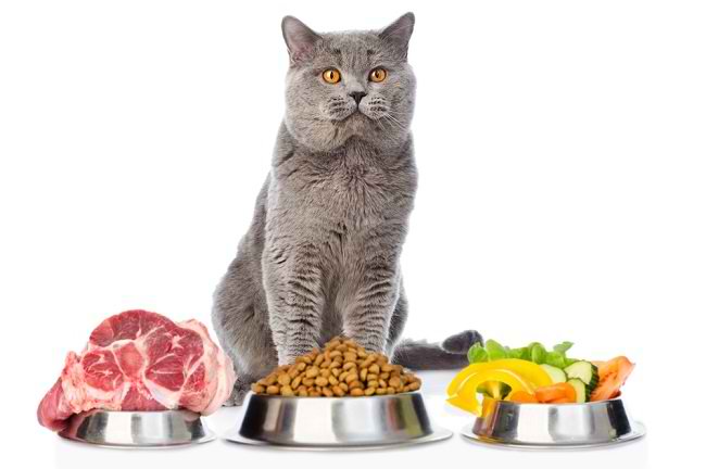 HATI HATI! Jangan Asal Kasih Makan, Bisa Bikin Kucing Kamu Sakit, Ikuti Tips Perawatan Ini