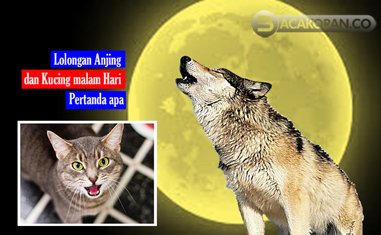 Misteri! 10 Pertanda Suara Kucing dan Anjing Malam Hari Menurut Primbon Jawa
