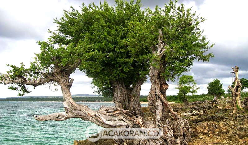 “Kisah Gaib Pohon Keramat: 7 Jenis Kayu Bertuah Paling Ampuh di Nusantara”