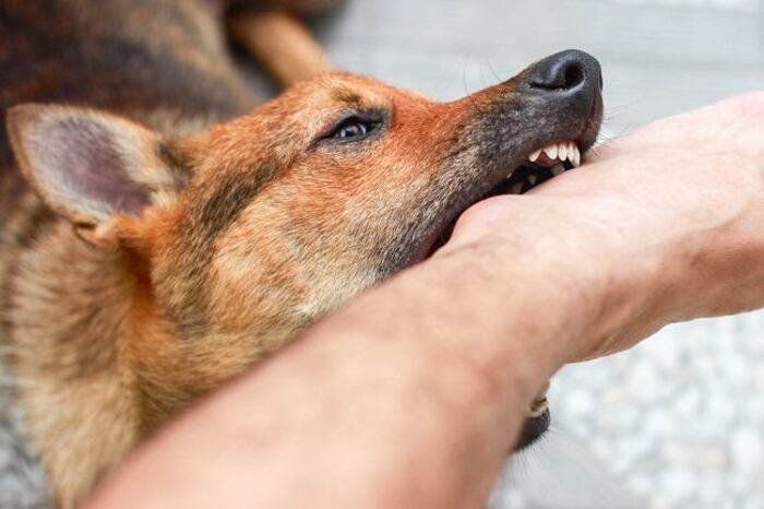 VIRAL Akibat Rabies Bocah di Bali Meninggal, Wajib Tahu Pertolongan Pertama Jika Digigit Anjing