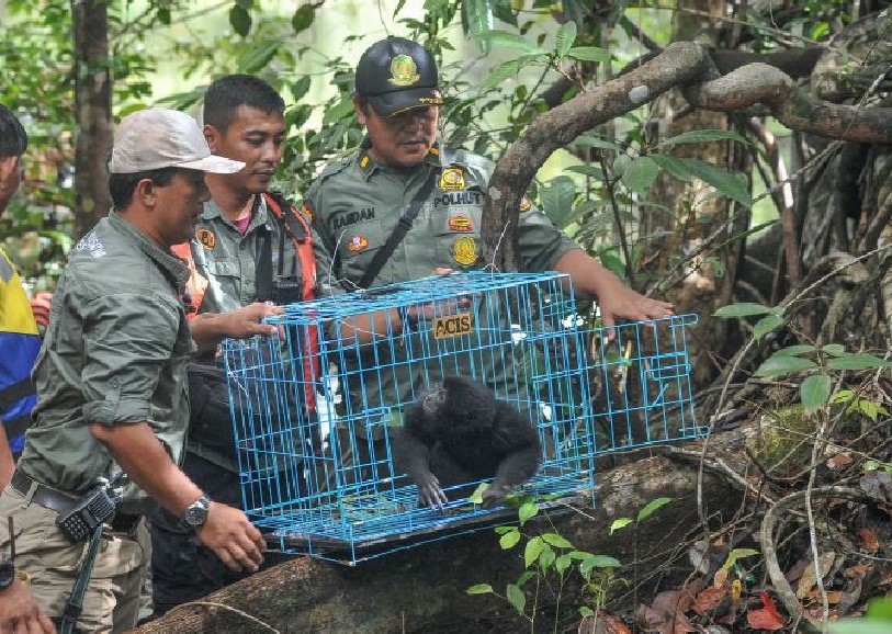 3 Beruk dan Kucing Liar Dari Jakarta Dikembalikan ke Habitat Asli di Taman Nasional Kerinci
