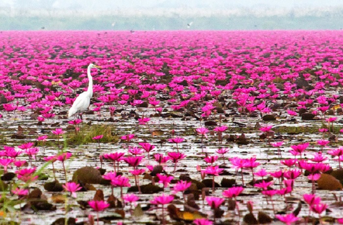 Indah Banget Danau Lotus Terbesar di Dunia yang Terletak di Nusa Tenggara Timur