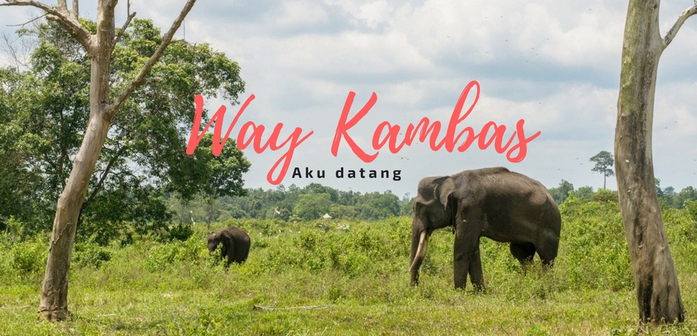 Taman Nasional Way Kambas, Rumah Gajah Liar Asli Sumatera Yang Eksotis